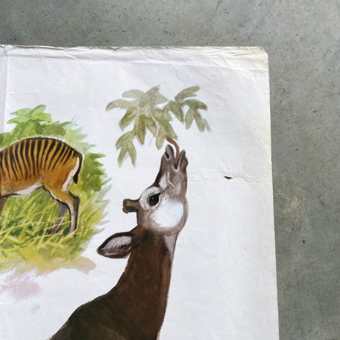 1973 Soviet Wildlife Education Poster #R1987 - 24" x 35"