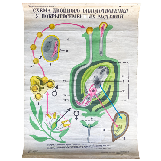 1978 Soviet Nature Educational Chart #P642 - 20.5" X 27.5"