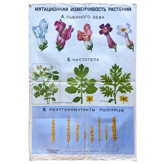 1968 Soviet Nature Educational Chart #P643 - 26.5" X 38"