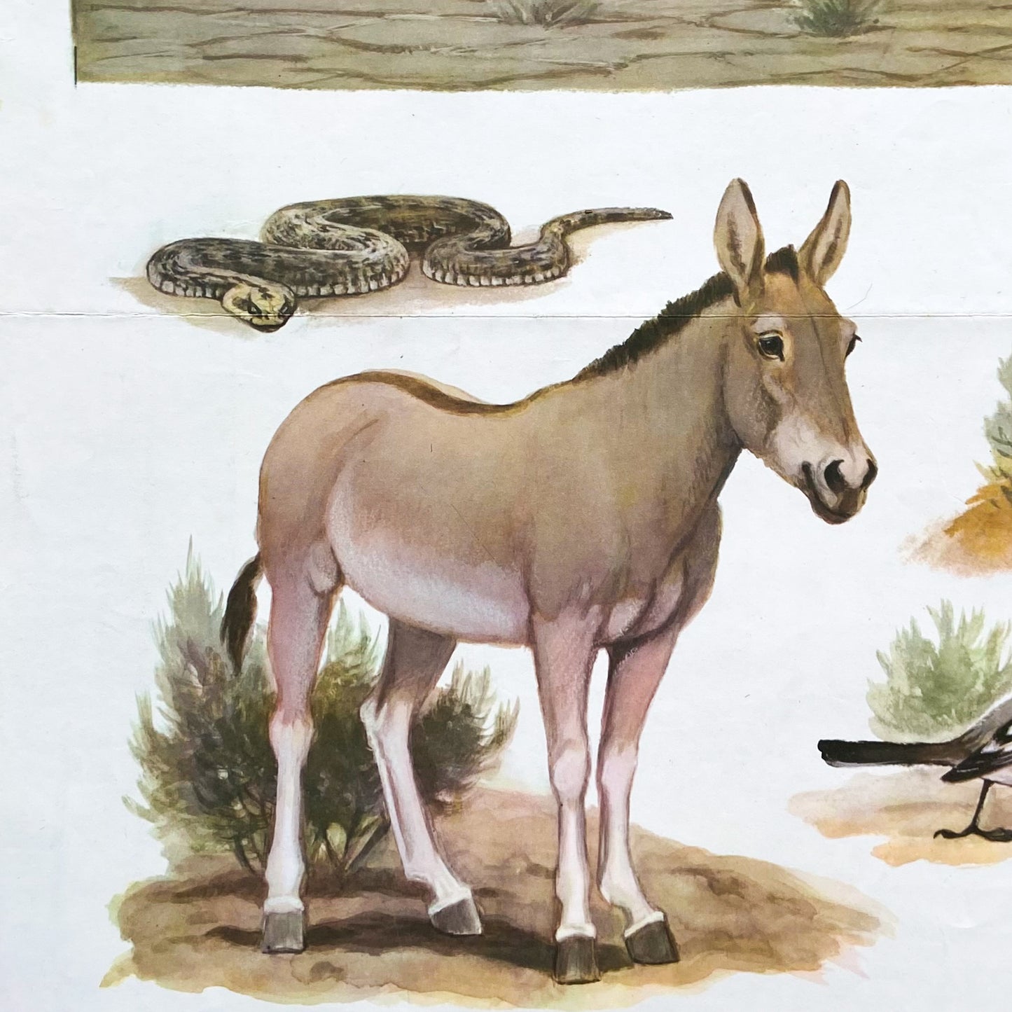 1973 Soviet Wildlife Education Poster #P1986 - 24" x 35"