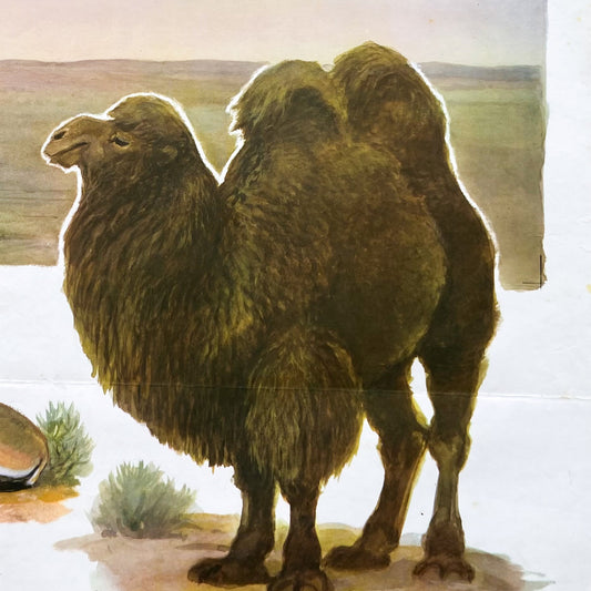 1973 Soviet Wildlife Education Poster #P1986 - 24" x 35"