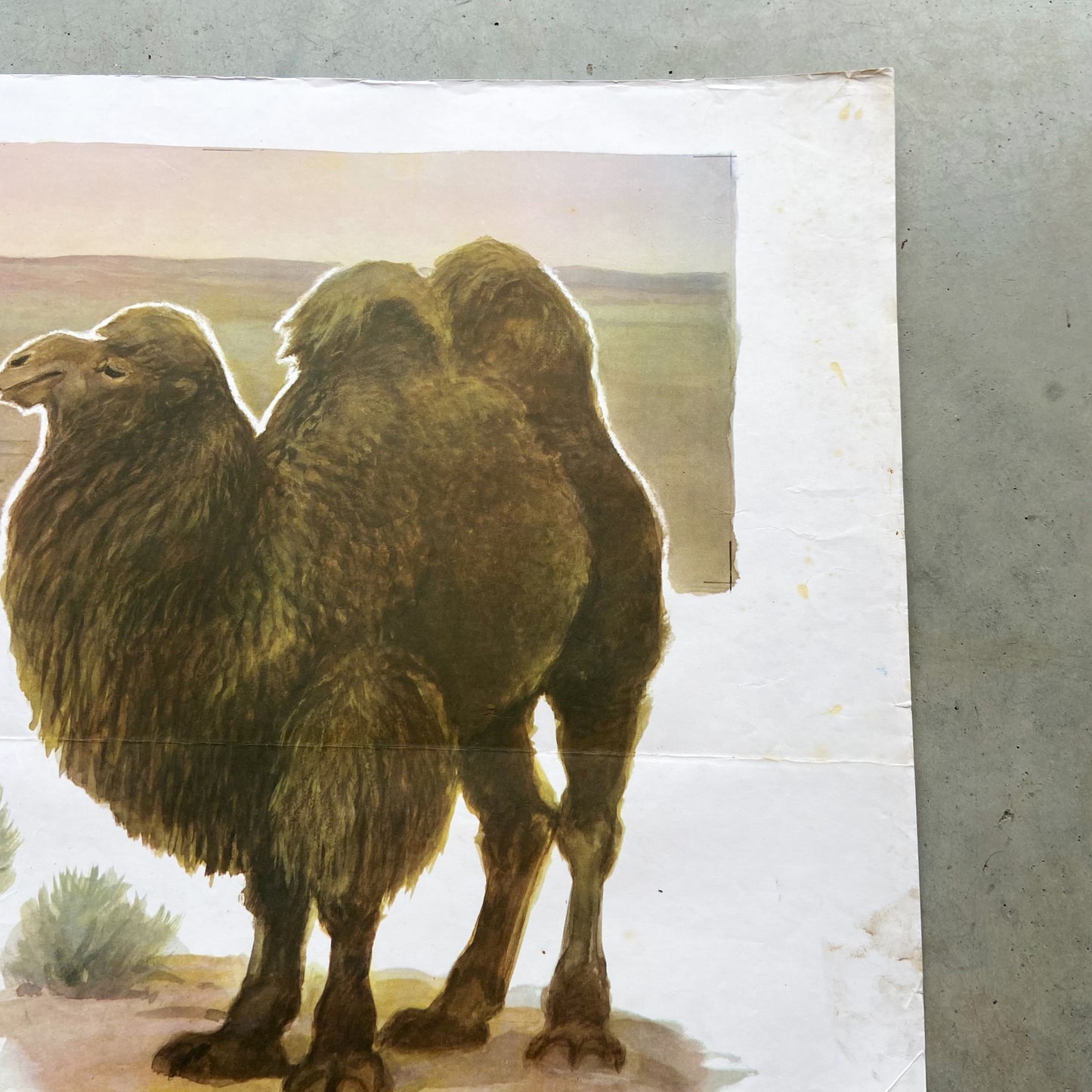 1973 Soviet Wildlife Education Poster #P1986 - 24" x 35"
