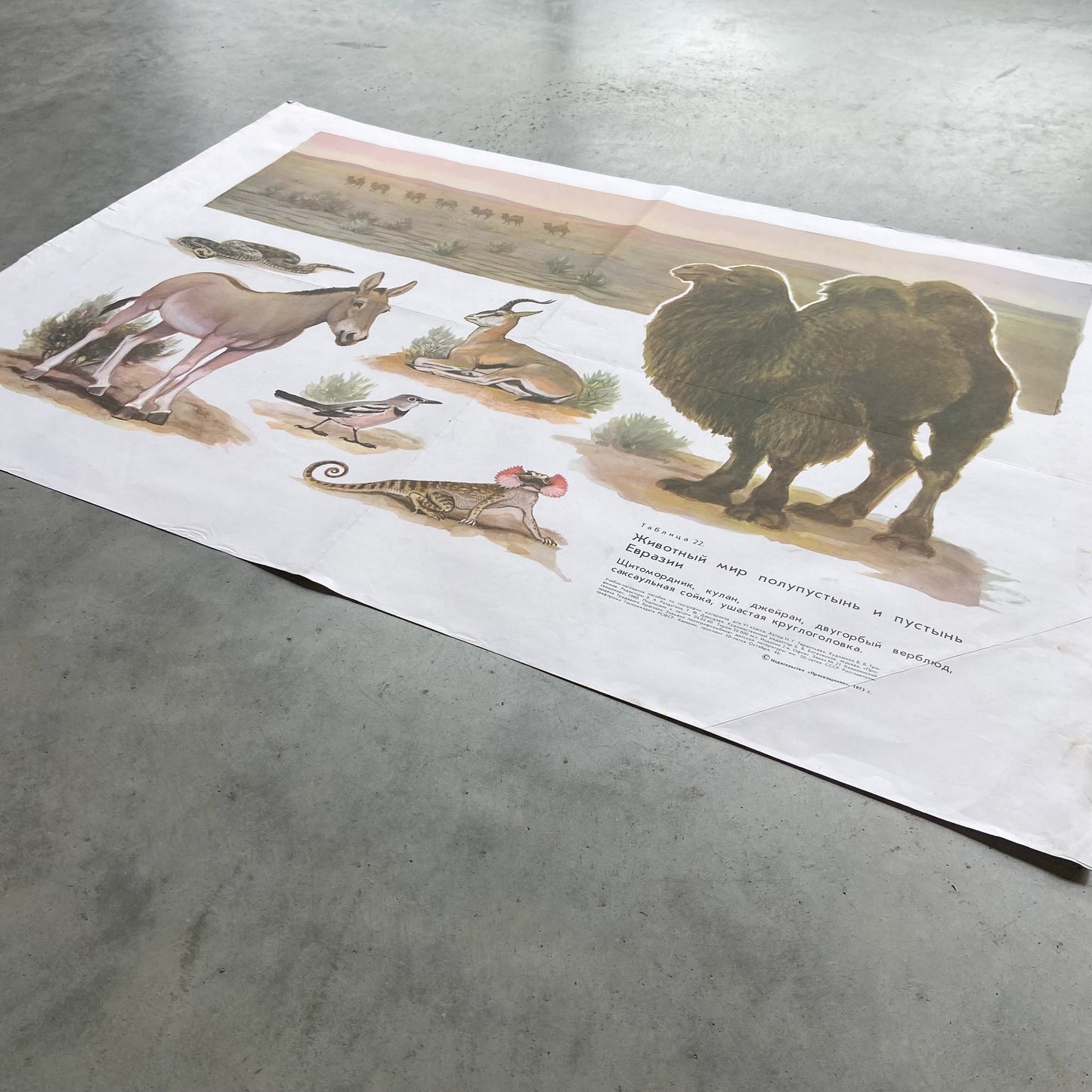 1973 Soviet Wildlife Education Poster #P1986 - 24" x 35"