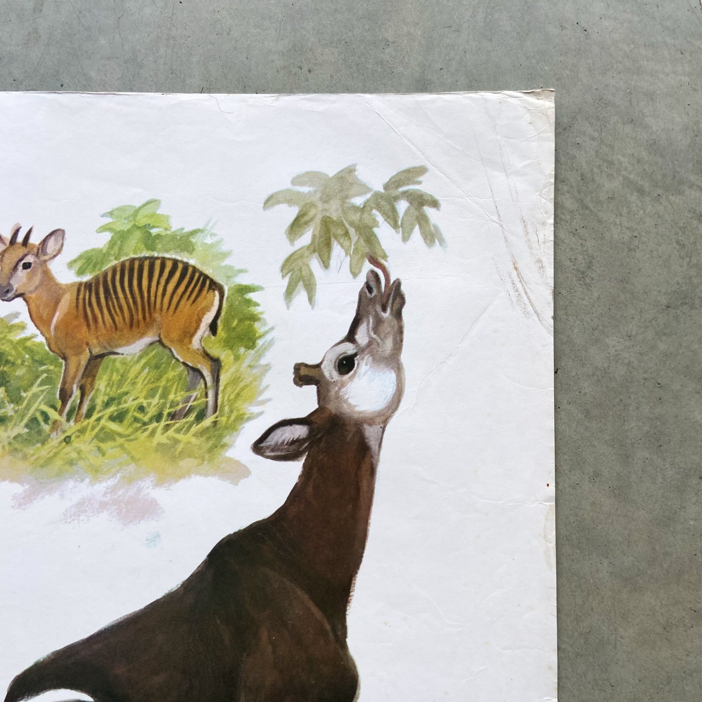 1973 Soviet Wildlife Education Poster #R1987 - 24" x 35"