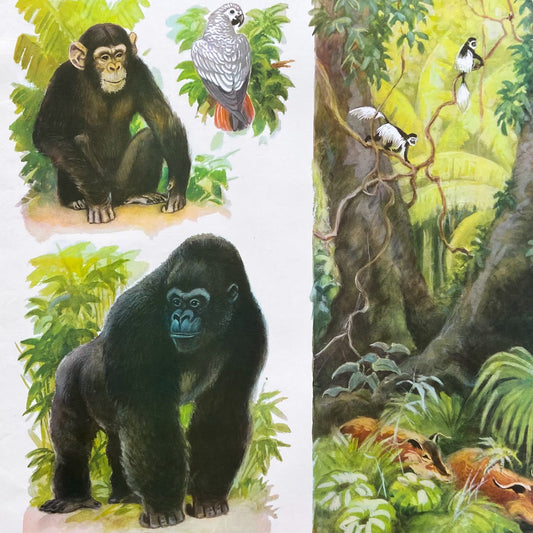 1973 Soviet Wildlife Education Poster #R1987 - 24" x 35"