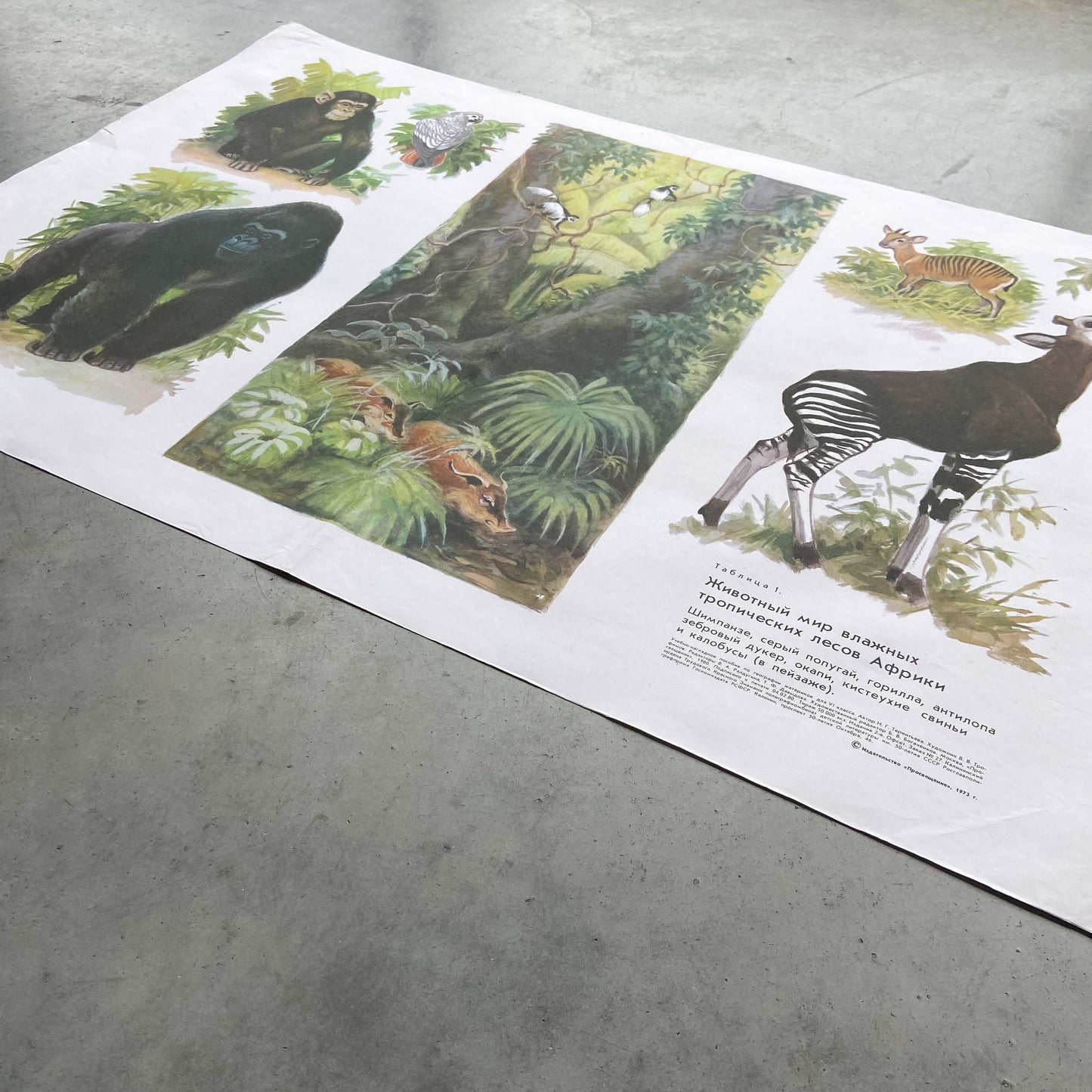 1973 Soviet Wildlife Education Poster #R1987 - 24" x 35"