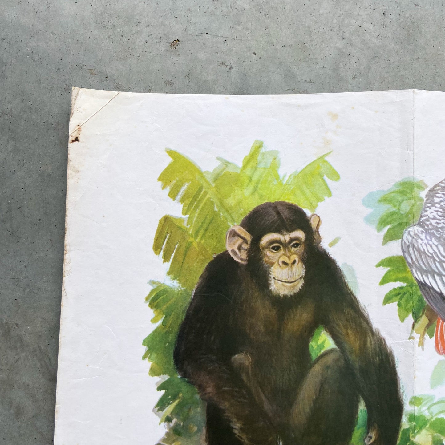 1973 Soviet Wildlife Education Poster #R1987 - 24" x 35"