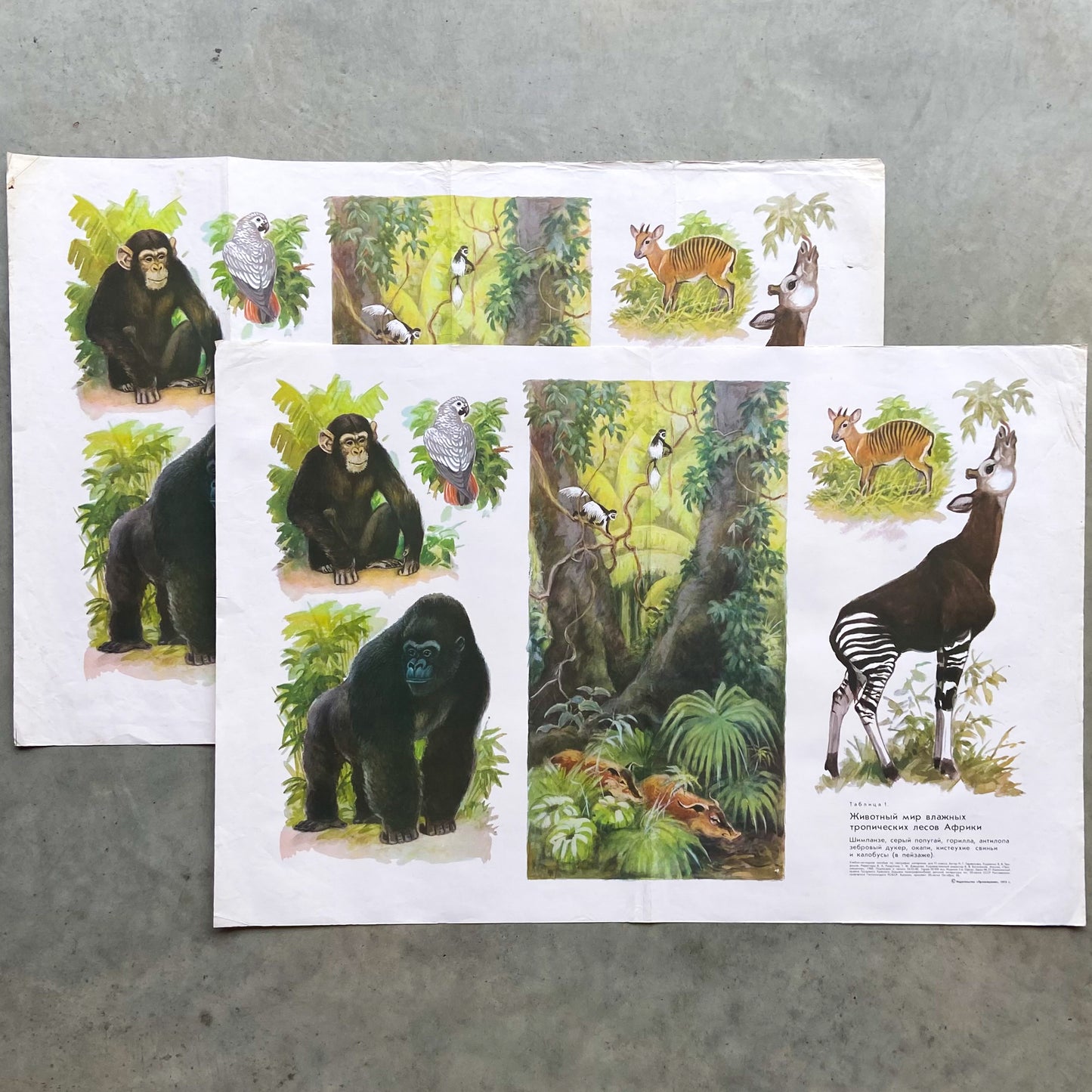 1973 Soviet Wildlife Education Poster #R1987 - 24" x 35"