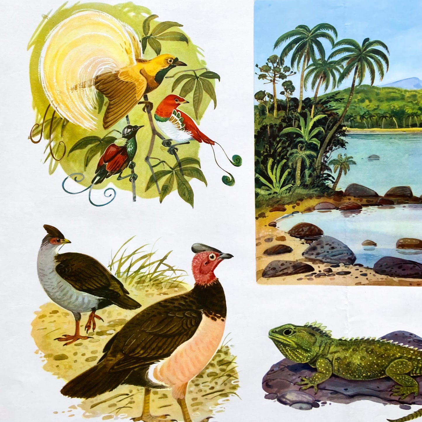 1973 Soviet Wildlife Education Poster #P1988 - 24" x 35"
