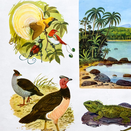 1973 Soviet Wildlife Education Poster #P1988 - 24" x 35"