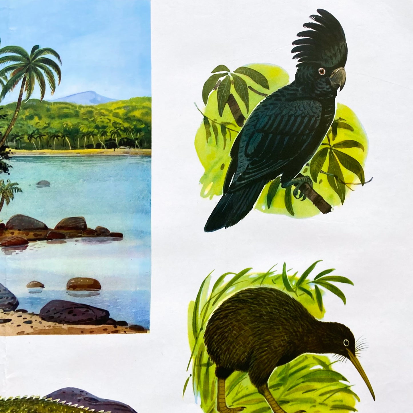 1973 Soviet Wildlife Education Poster #P1988 - 24" x 35"