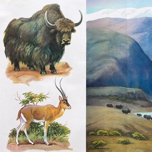 1973 Soviet Wildlife Education Poster #P1989 - 24" x 35"