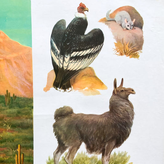 1973 Soviet Wildlife Education Poster #P1990 - 24" x 35"