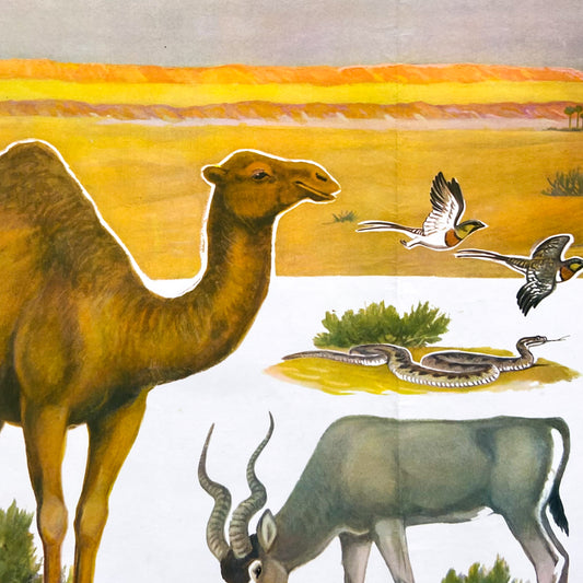 1973 Soviet Wildlife Education Poster #P1991 - 24" x 35"