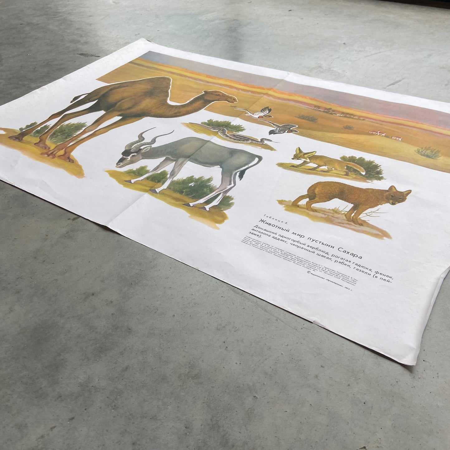 1973 Soviet Wildlife Education Poster #P1991 - 24" x 35"