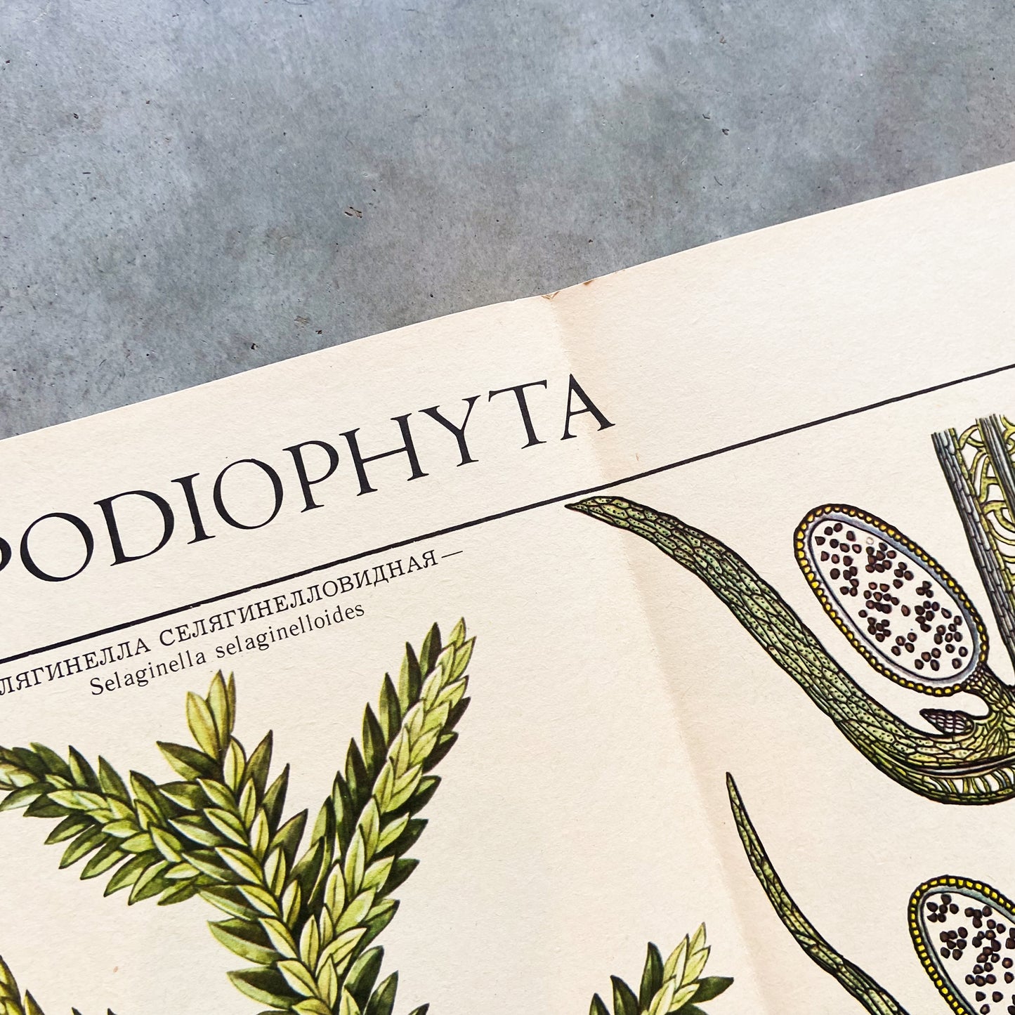 1979 Soviet Lycophyte Educational Poster #P1241 - 22" x 34