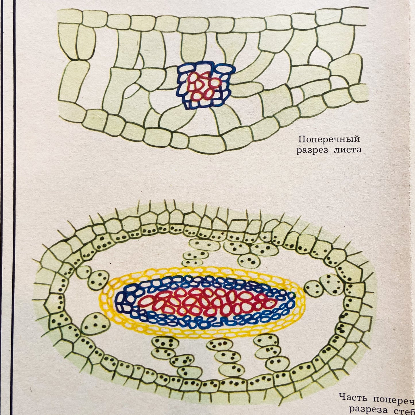 1979 Soviet Lycophyte Educational Poster #P1241 - 22" x 34