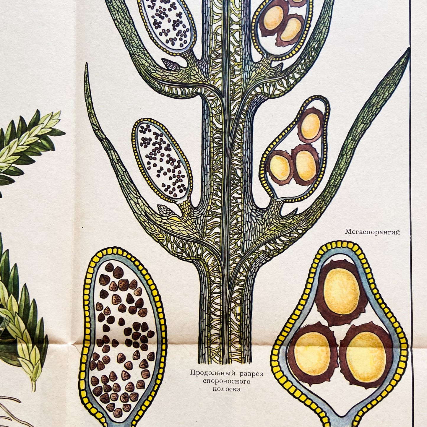 1979 Soviet Lycophyte Educational Poster #P1241 - 22" x 34