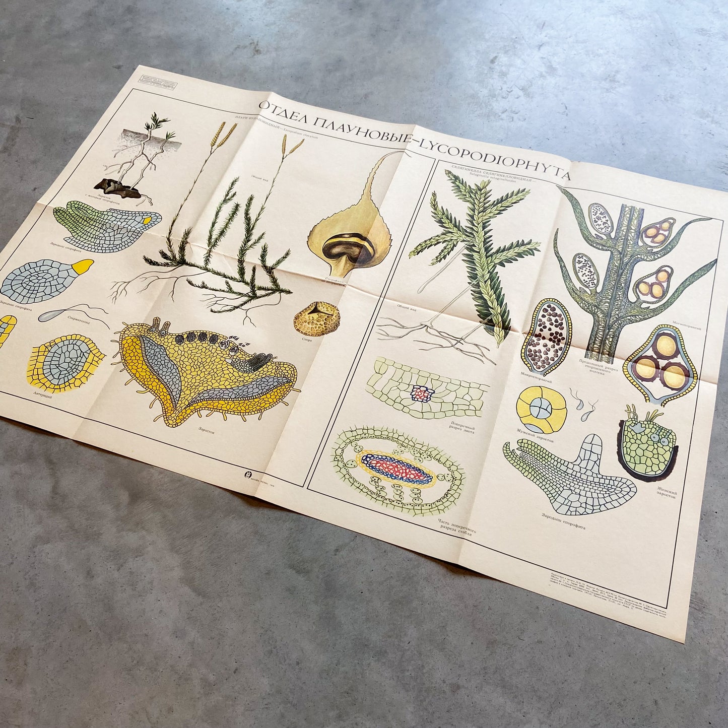 1979 Soviet Lycophyte Educational Poster #P1241 - 22" x 34