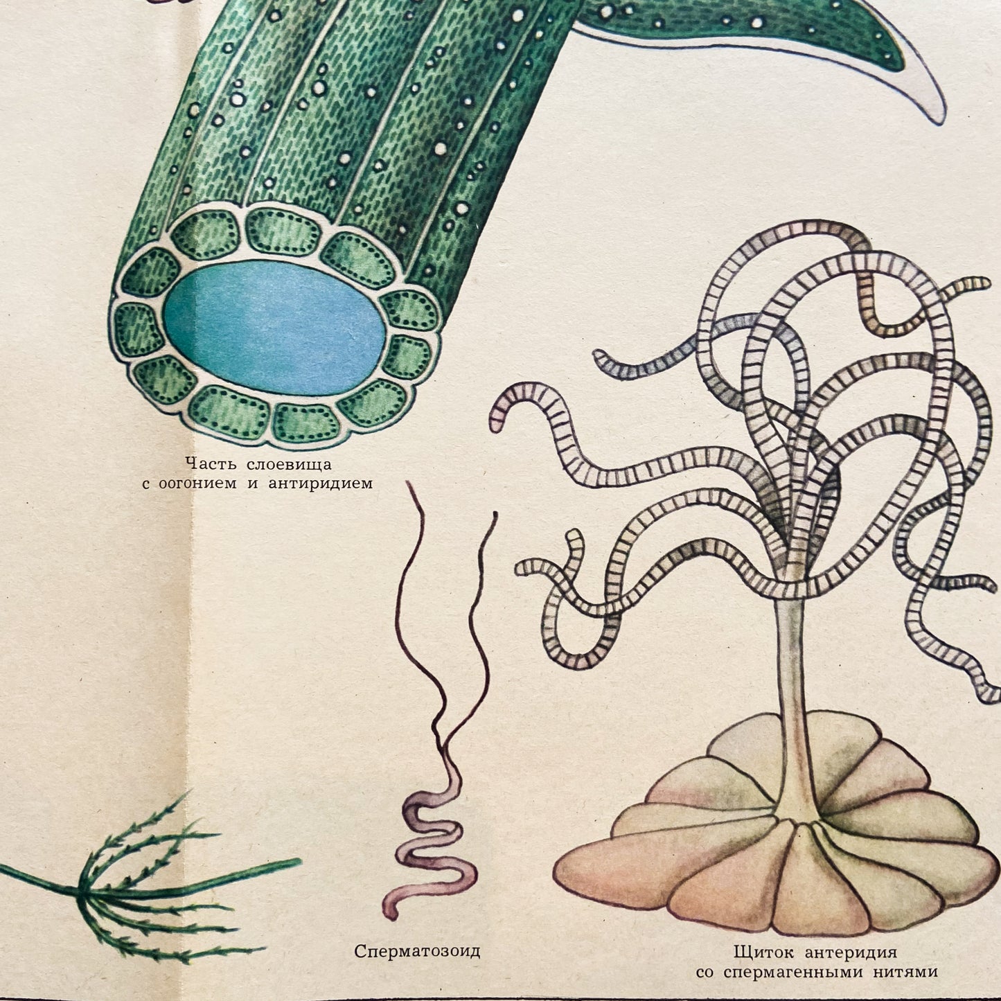 1979 Soviet Algae Educational Poster #P1250 - 22" x 34"