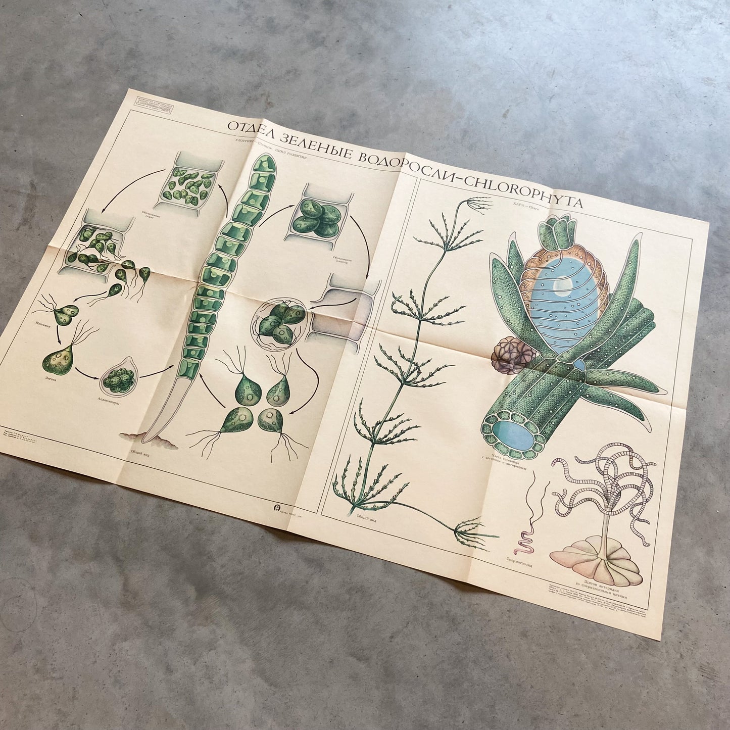 1979 Soviet Algae Educational Poster #P1250 - 22" x 34"