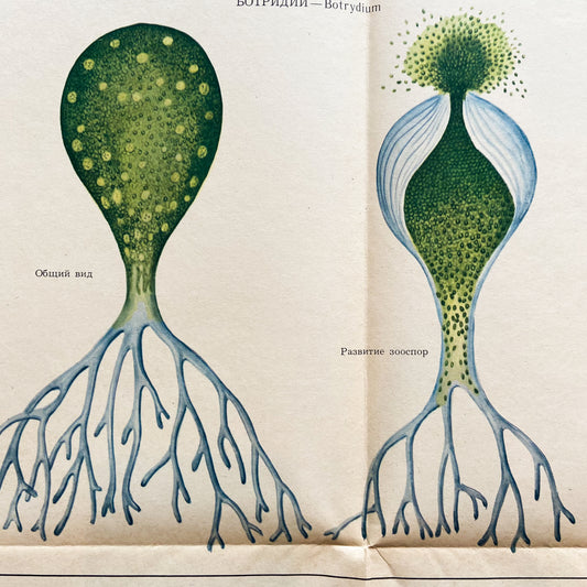 1979 Soviet Algae Educational Poster #P1253 - 22" x 34"