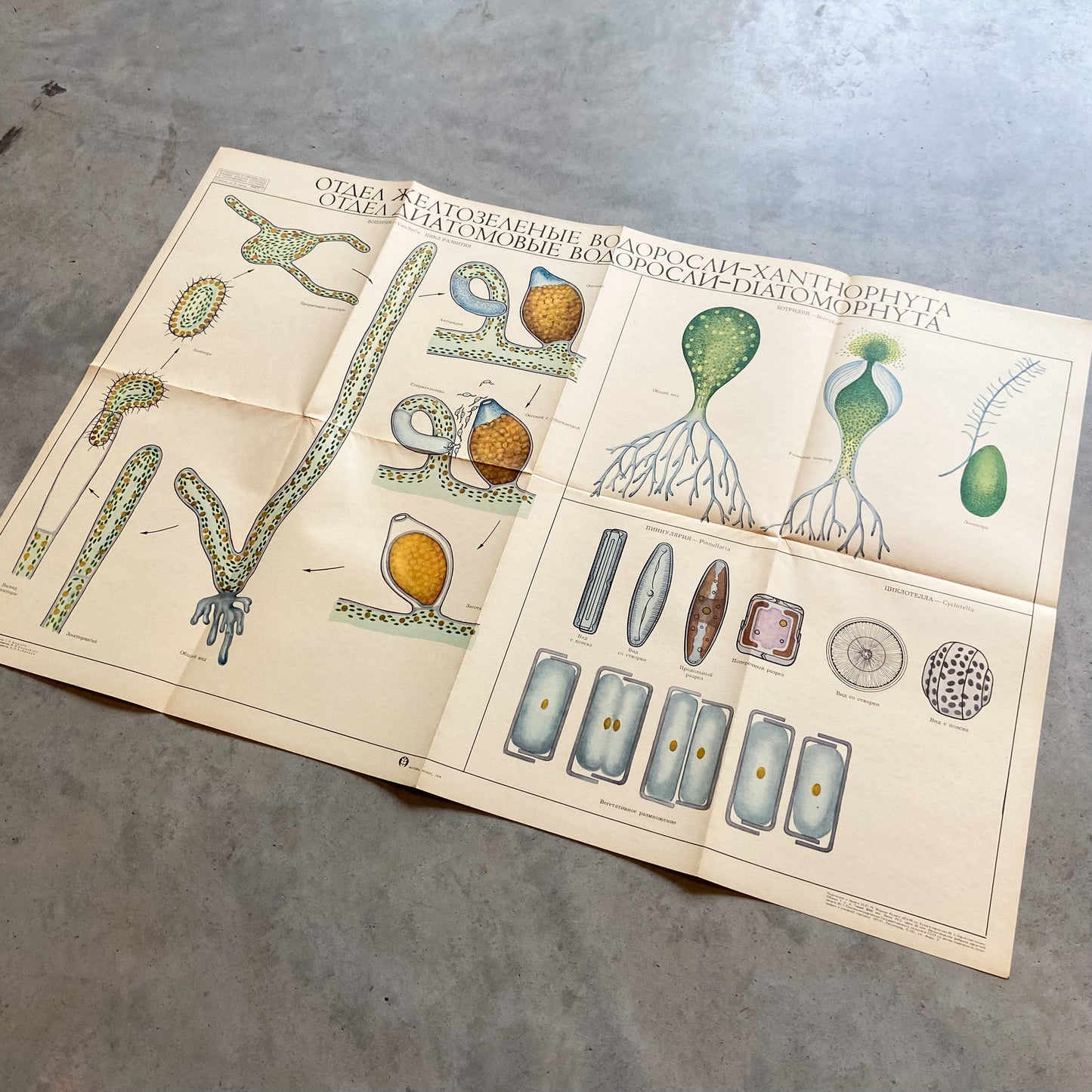 1979 Soviet Algae Educational Poster #P1253 - 22" x 34"