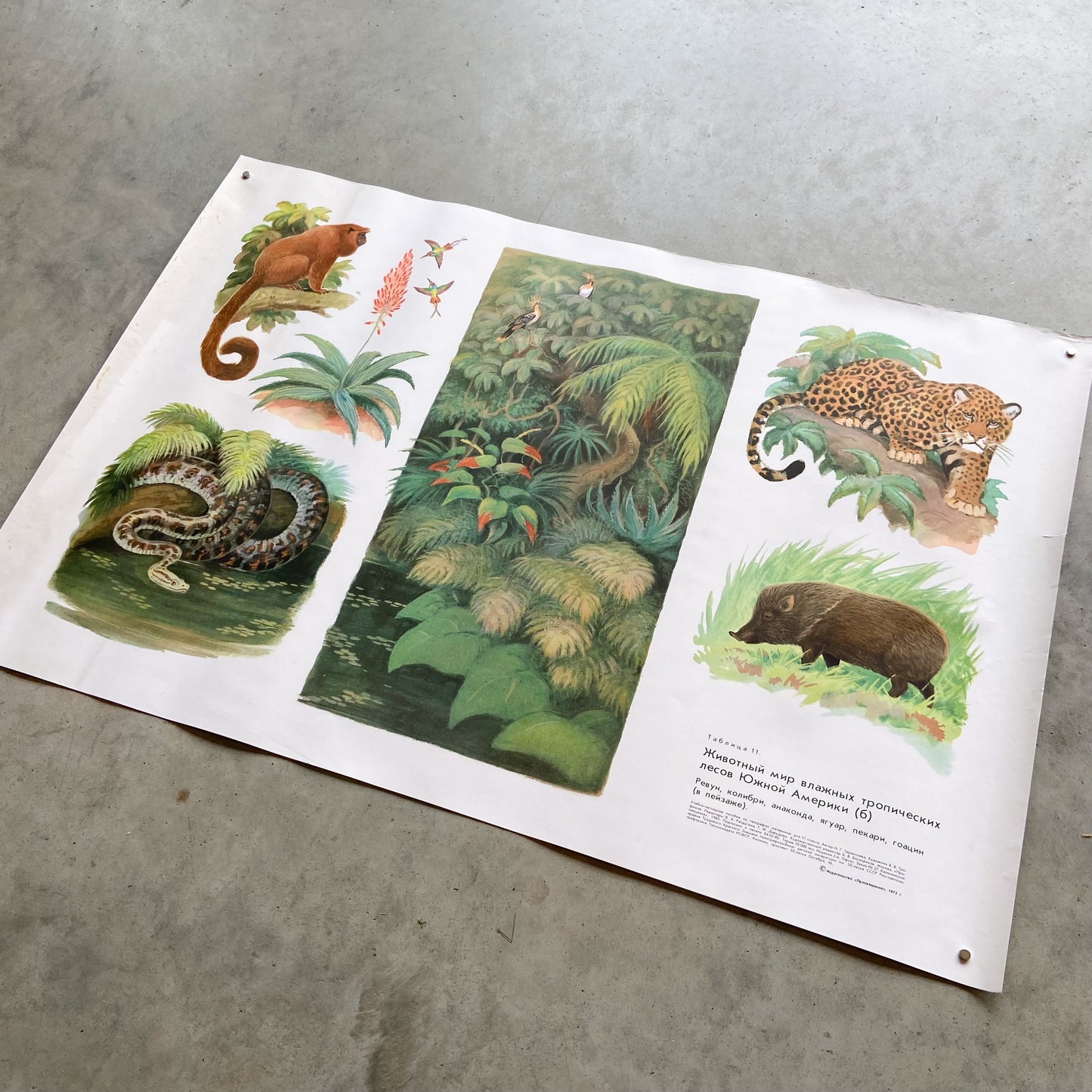 1973 Soviet Wildlife Education Poster #P1284 - 23" x 34"