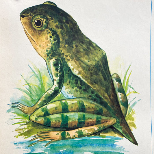 Vintage Soviet Frog Anatomy Poster #P1366 - 17" x 22"