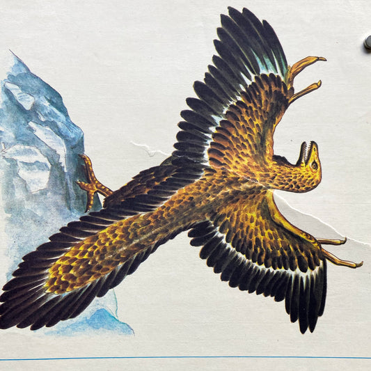 Vintage Soviet Fowl Educational Poster #P1374 - 17" x 22