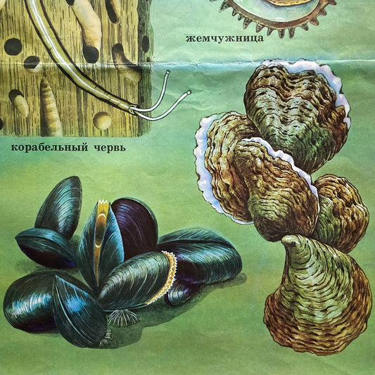 1987 Soviet Shellfish Educational Poster #P1376 - 24" x 35"