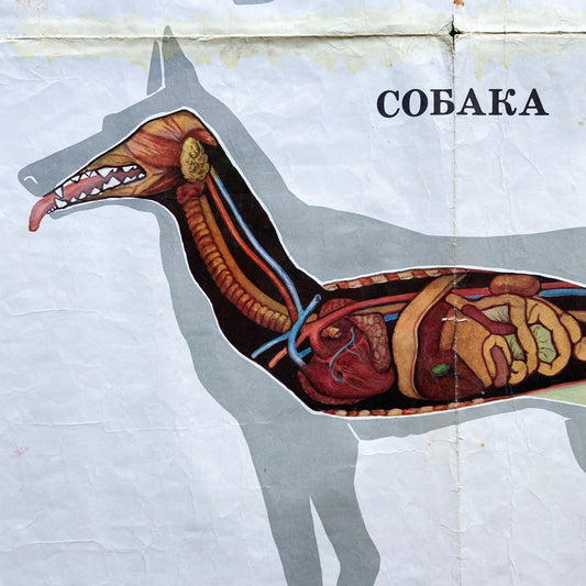 1987 Soviet Canine Anatomy Poster #P1378 - 24" x 35"