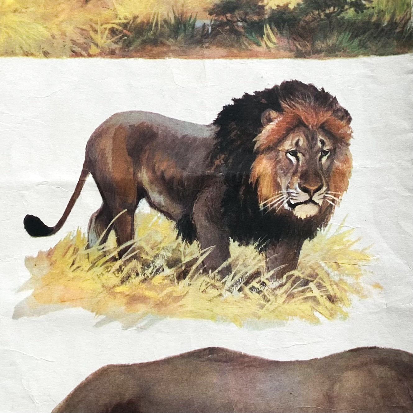 1973 Soviet Wildlife Education Poster #P1383 - 24" x 35"