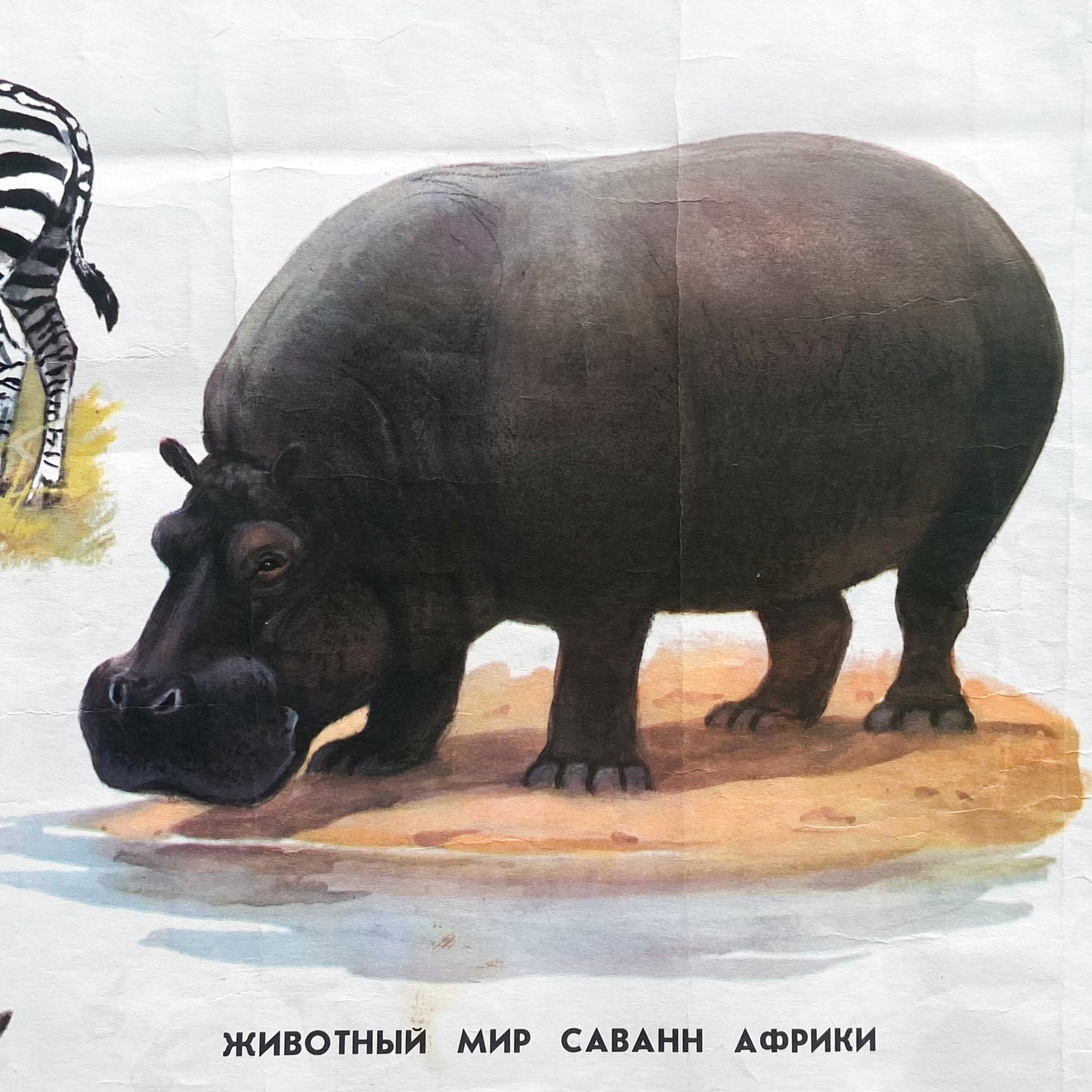 1973 Soviet Wildlife Education Poster #P1383 - 24" x 35"