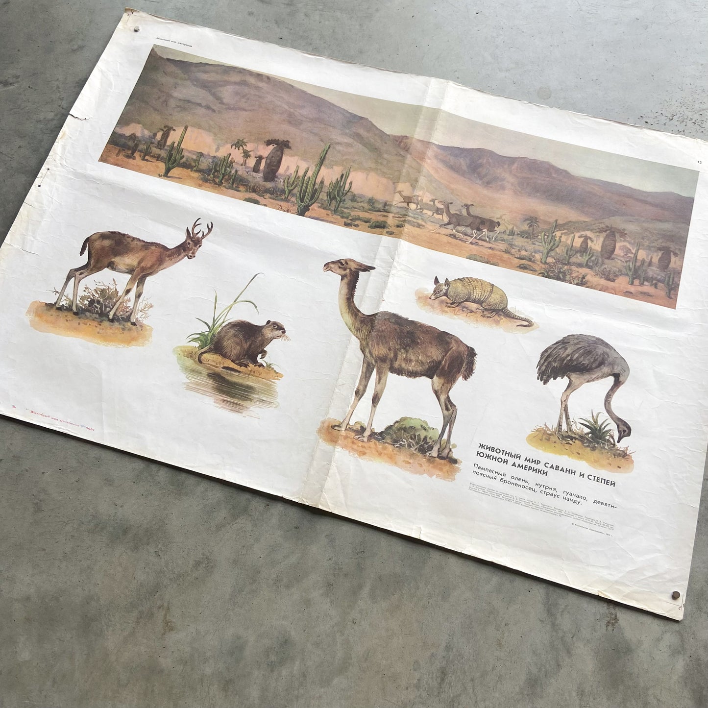 1973 Soviet Wildlife Education Poster #P1387 - 24" x 35"