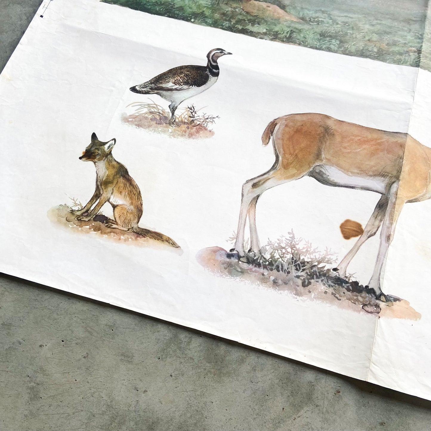 1973 Soviet Wildlife Education Poster #P1389 - 24" x 35"