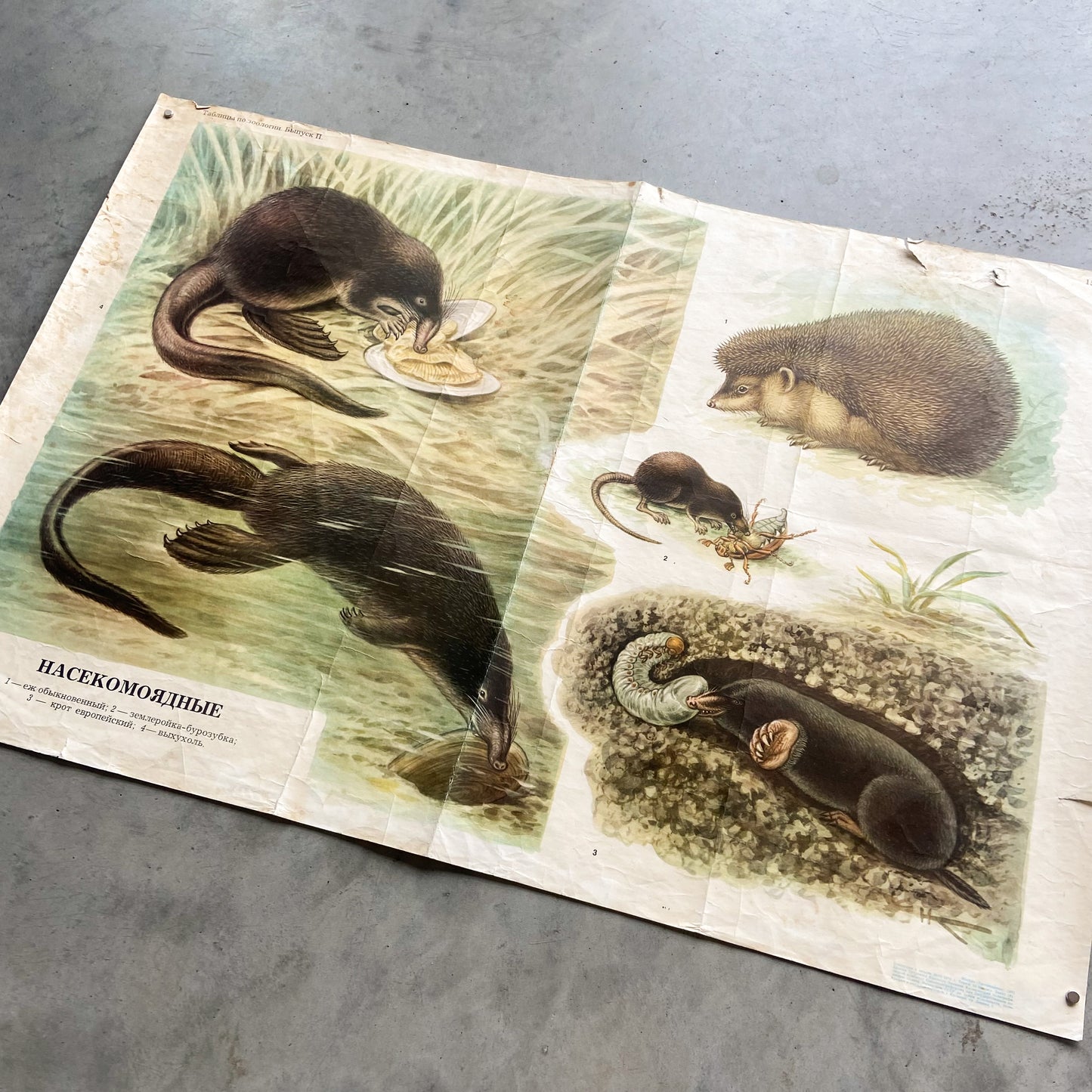 1975 Soviet Zoology Education Poster #P1394 - 23" x 34"