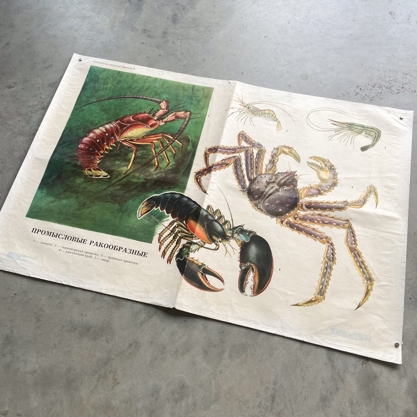 1975 Soviet Zoology Education Poster #P1397 - 23" x 34"