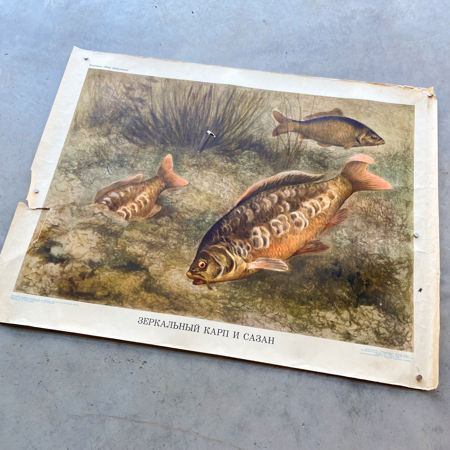 1964 Soviet Wildlife Education Poster #P1632 - 21" x 27"