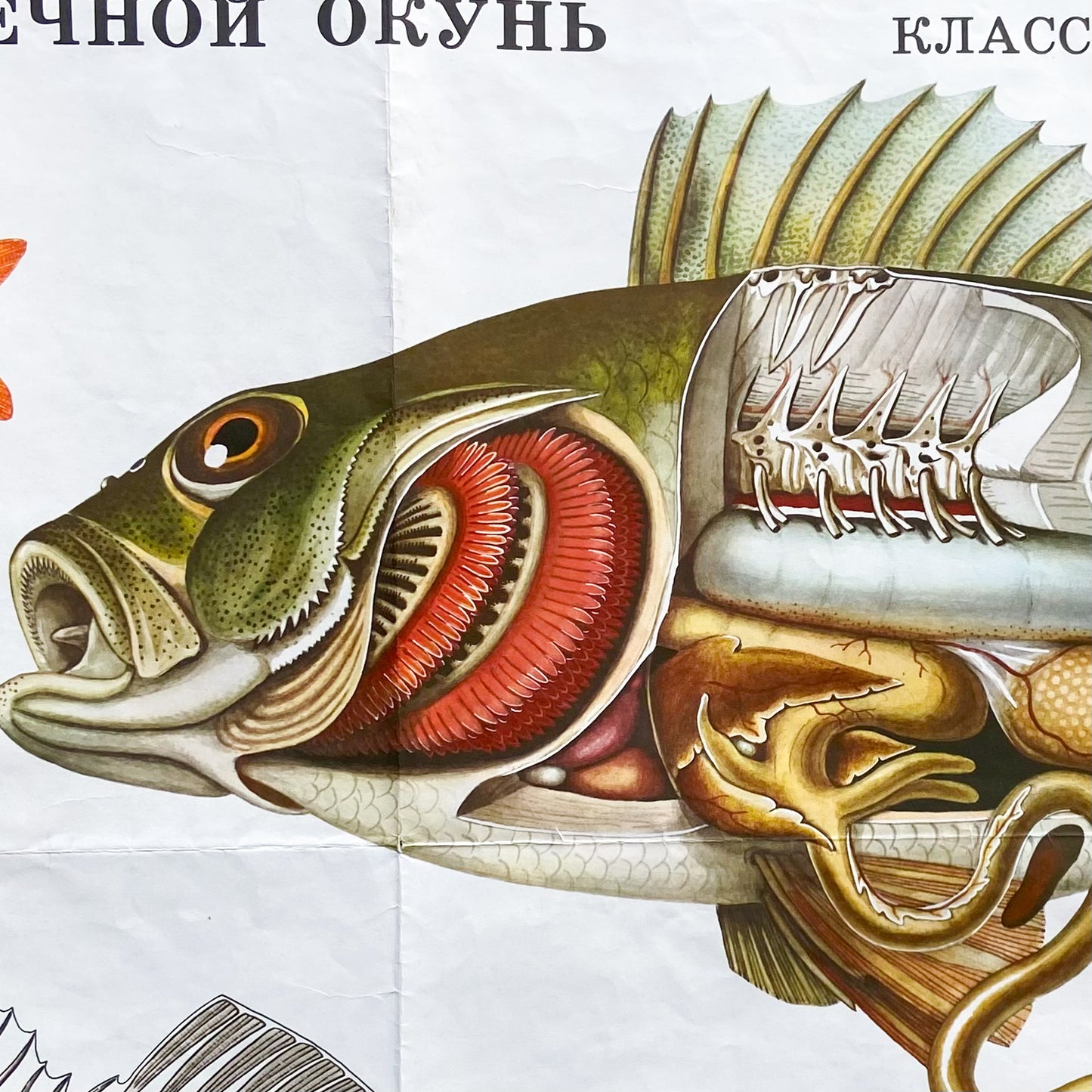 1987 Soviet River Perch Anatomy Poster #P1663 - 24" x 35"