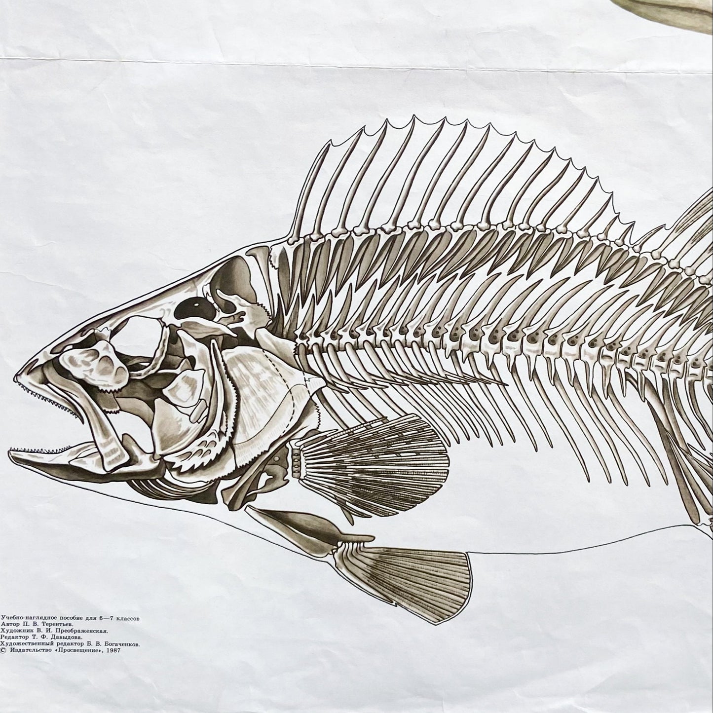 1987 Soviet River Perch Anatomy Poster #P1663 - 24" x 35"