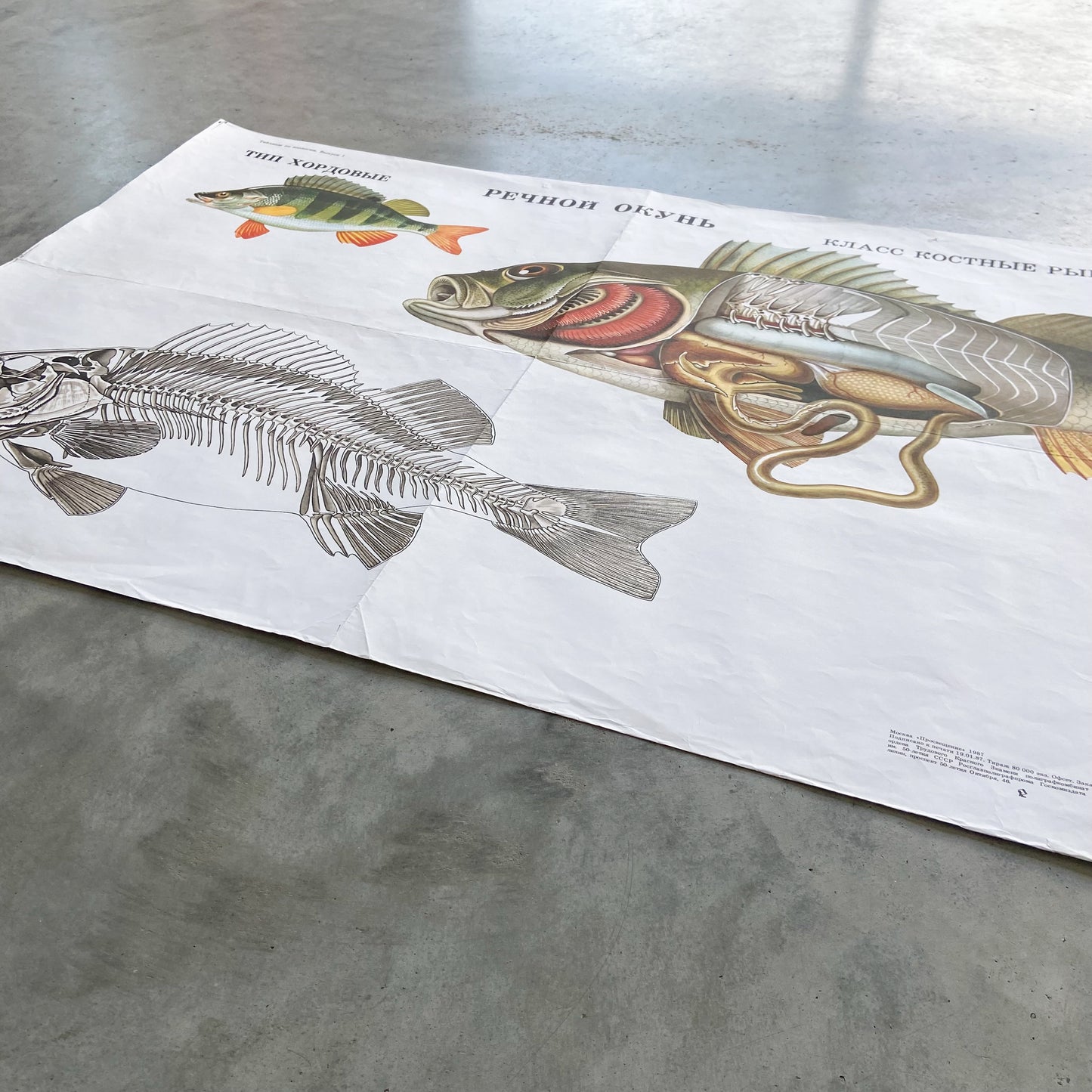 1987 Soviet River Perch Anatomy Poster #P1663 - 24" x 35"