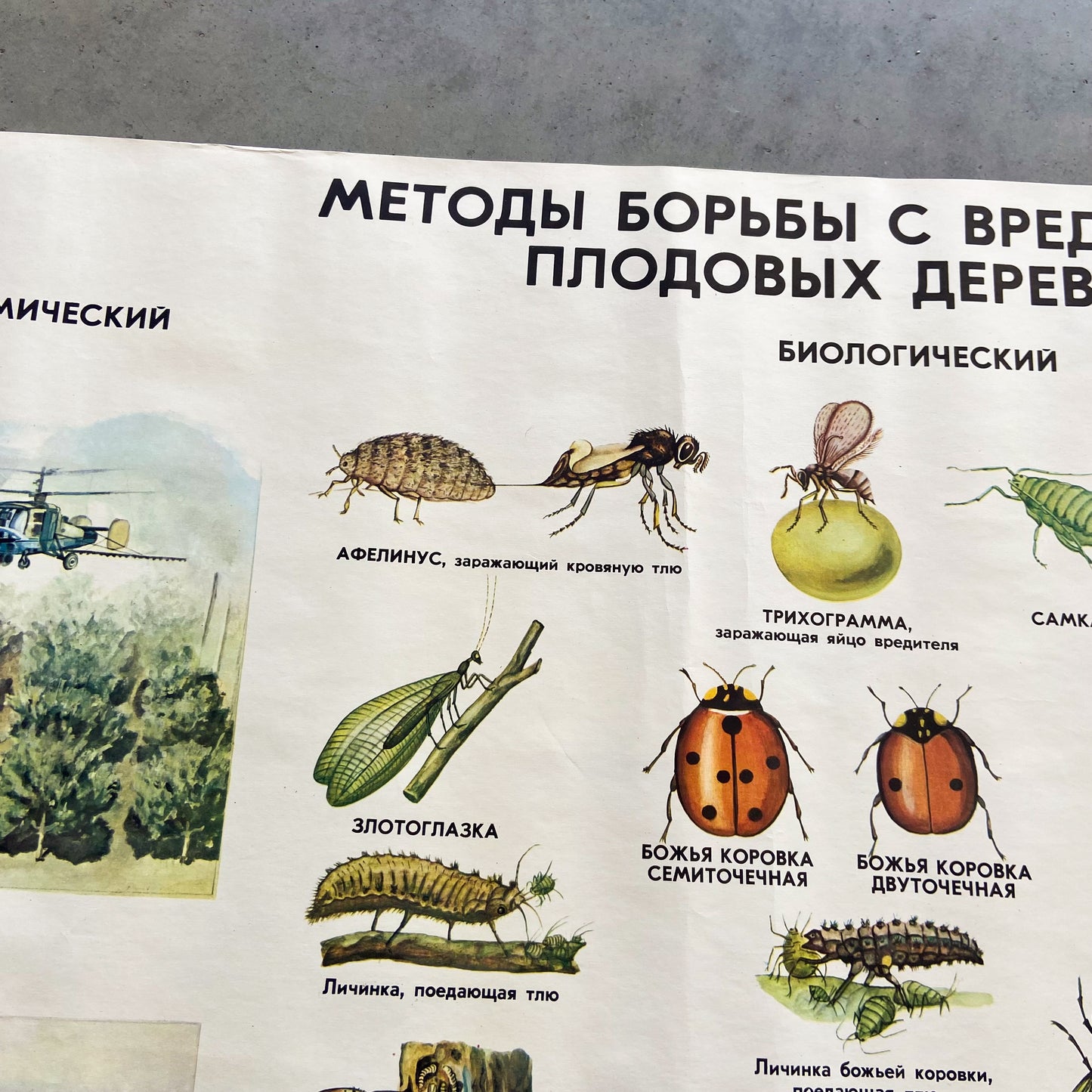 1977 Soviet Pest Control Educational Poster #P1281 - 24" x 35"