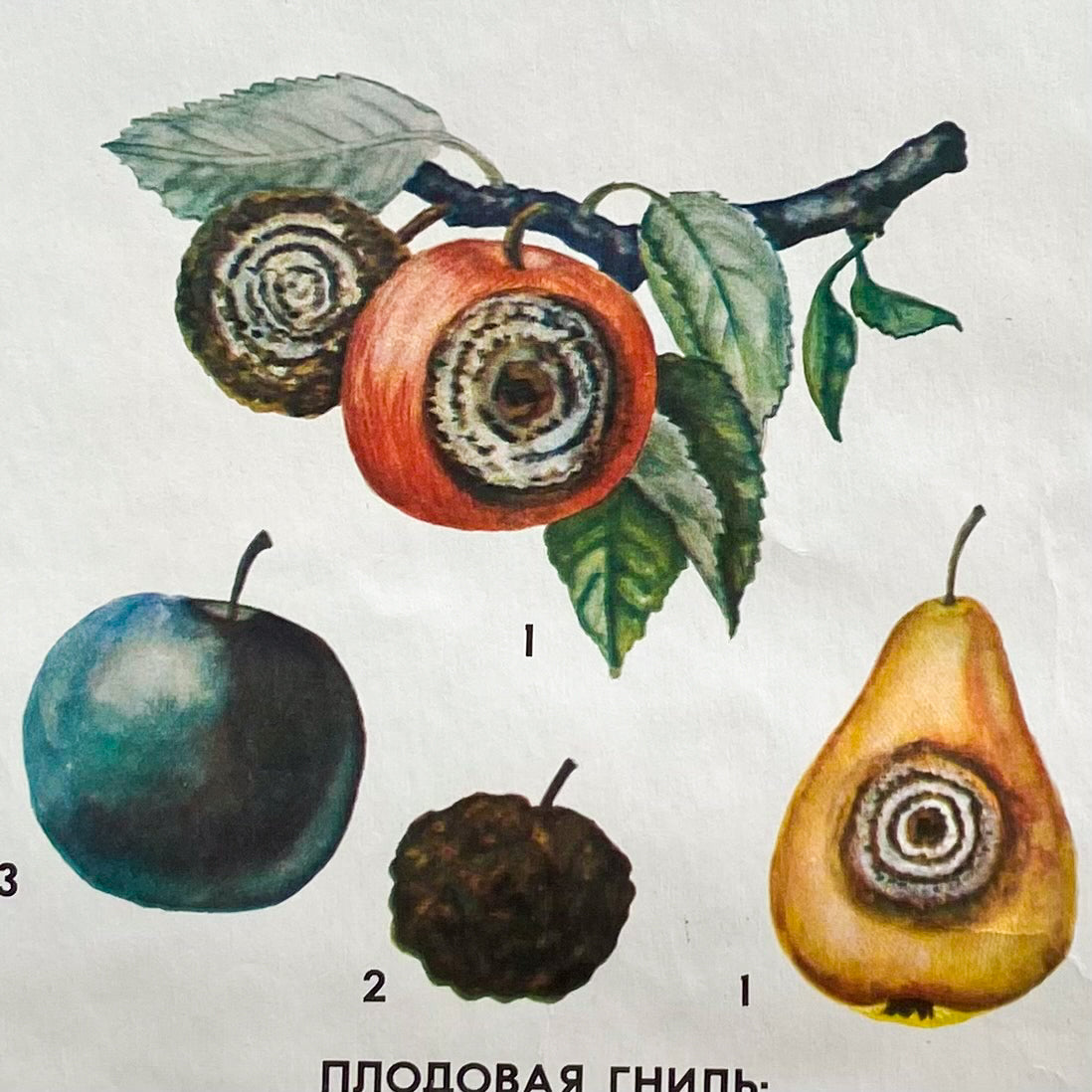 1977 Soviet Fruit Tree Disease Educational Poster #P1280 - 24" x 35"