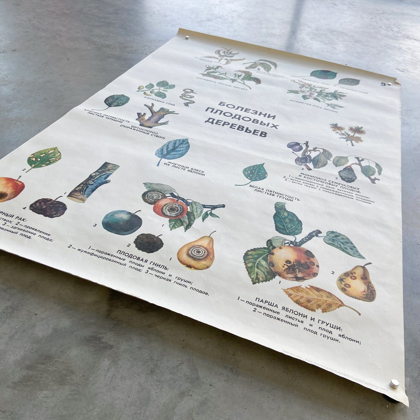 1977 Soviet Fruit Tree Disease Educational Poster #P1280 - 24" x 35"