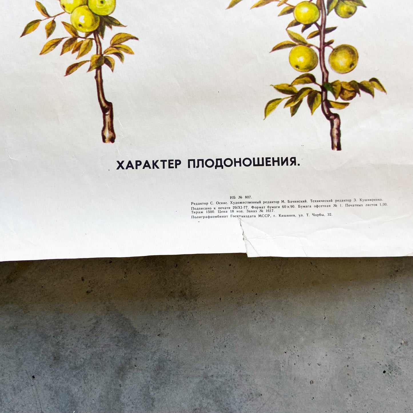 1977 Soviet Fruit Tree Educational Poster #P1664 - 24" x 35"