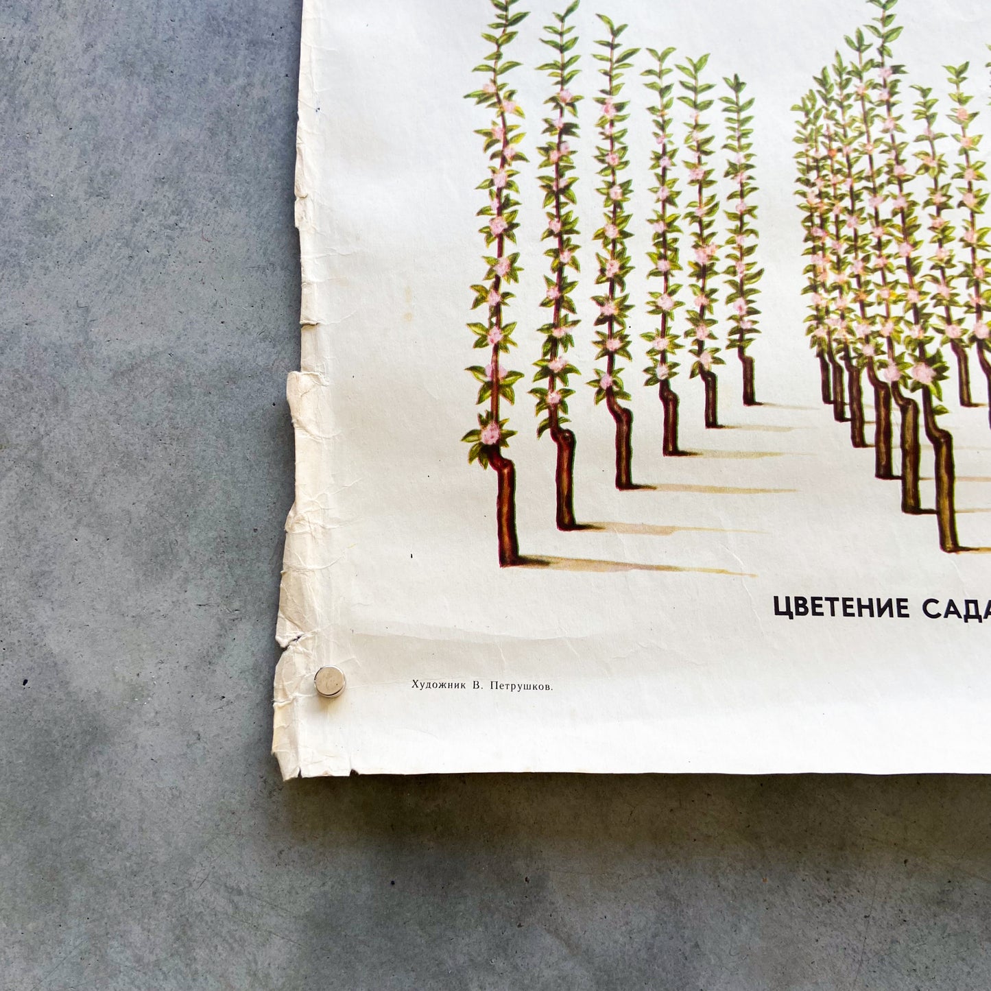 1977 Soviet Fruit Tree Educational Poster #P1664 - 24" x 35"