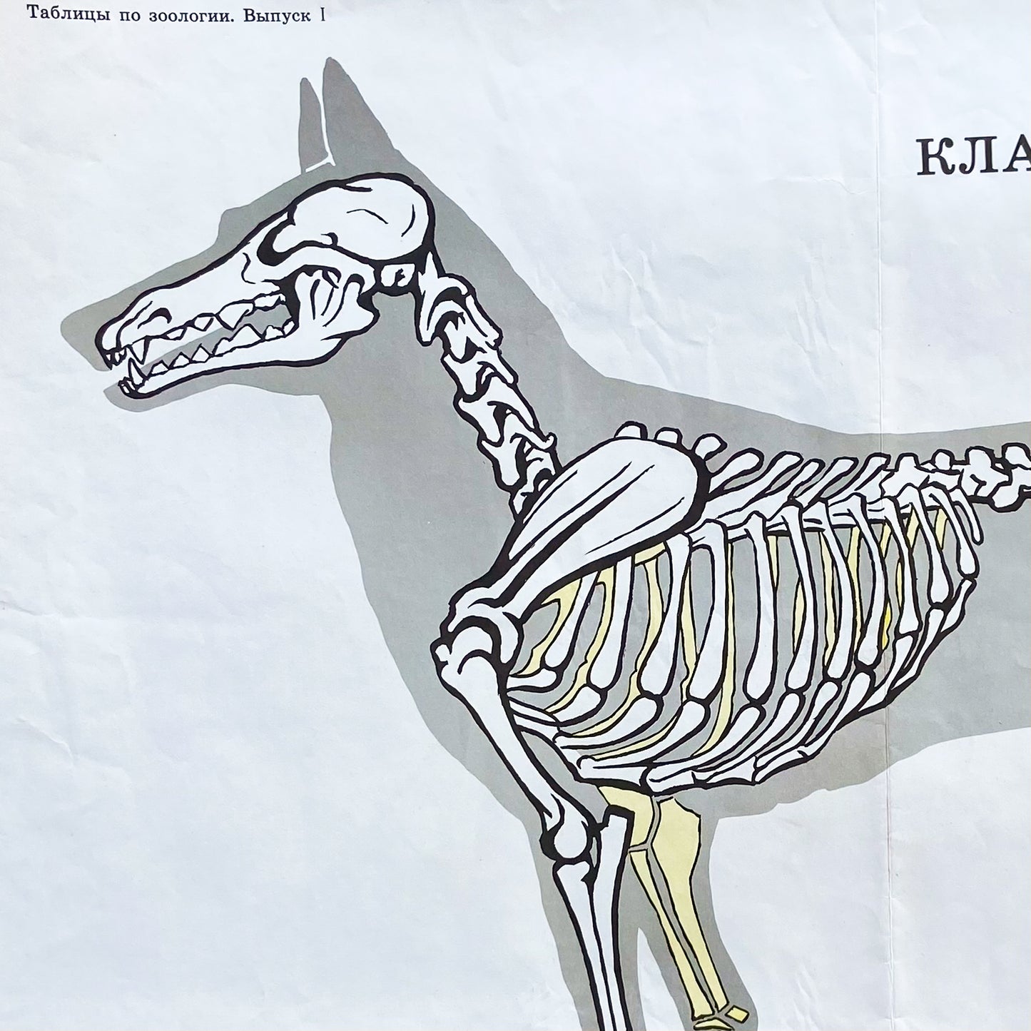 1987 Soviet Canine Anatomy Poster #P1378 - 24" x 35"