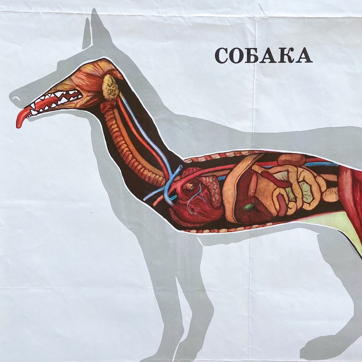 1987 Soviet Canine Anatomy Poster #P1378 - 24" x 35"