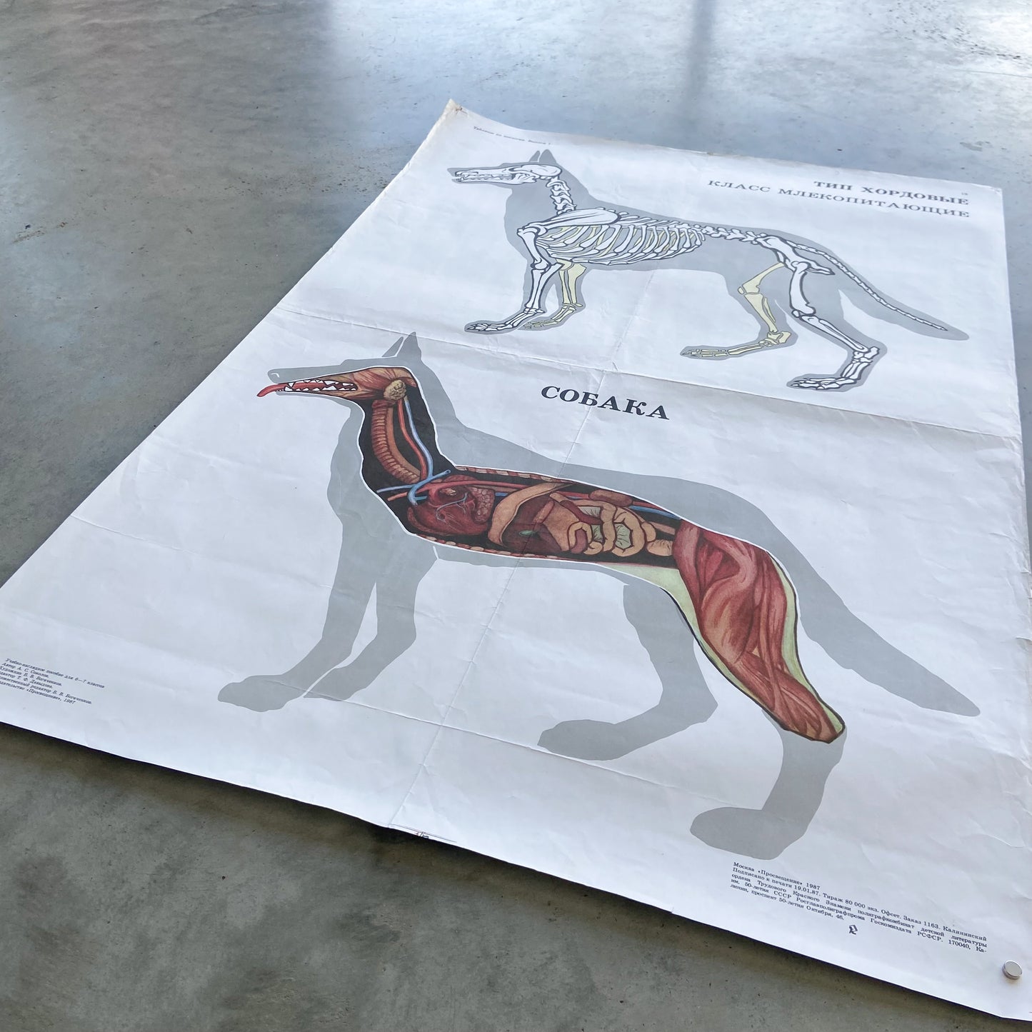 1987 Soviet Canine Anatomy Poster #P1378 - 24" x 35"